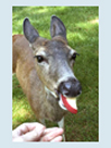 Photo of Jane Doe
